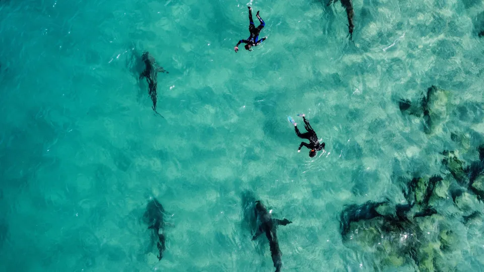 Sharks gather in warm waters near Israeli power plant