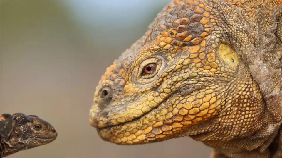 Iguanas amarelas em vias de extinção nas Galápagos estão em recuperação