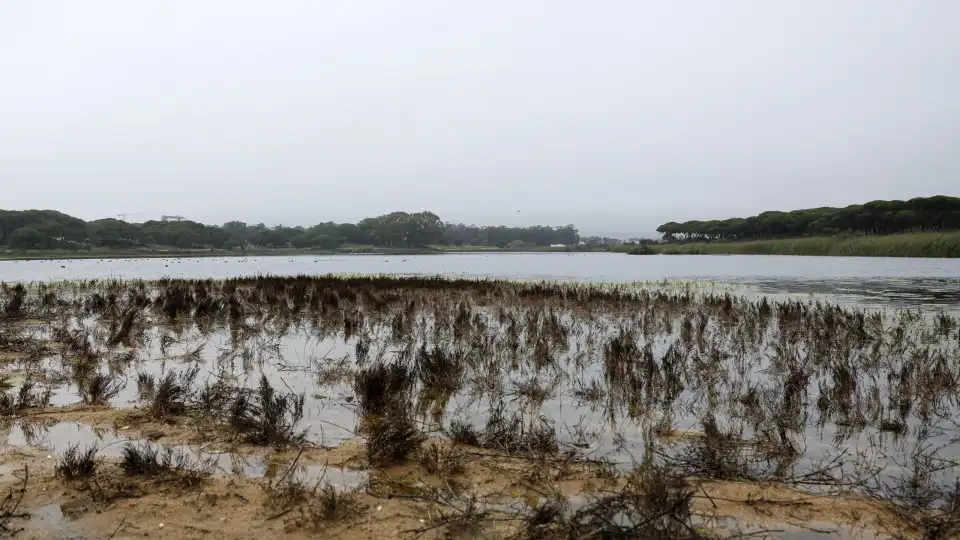 Conselho da UE aprova formalmente Lei do Restauro da Natureza