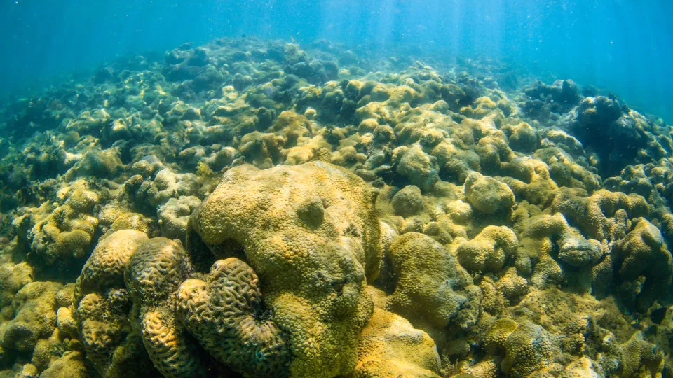 Coral paradise in Brazil struggles to keep up with tourism