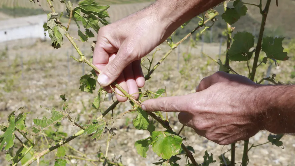 CE adota medidas para ajudar produtores de vinho, incluindo em Portugal