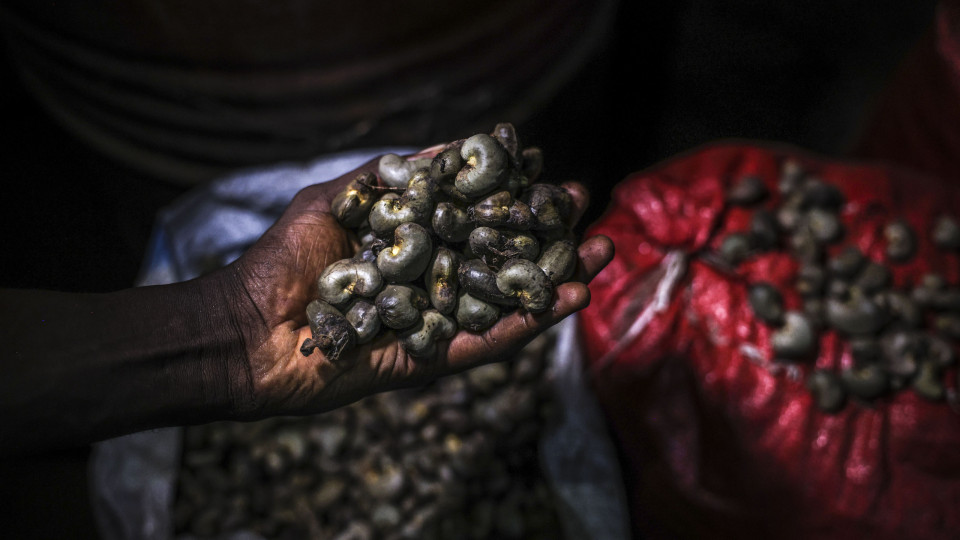 Bissau espera produzir este ano 200 mil toneladas da castanha do caju