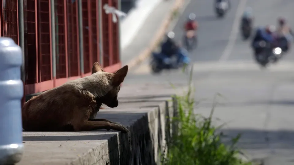 Uncontrolled increase of stray animals in Metro Manila