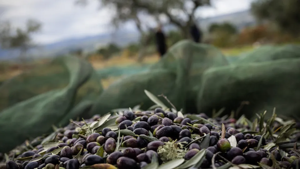 Colheita de azeitona poderá aumentar entre 10 a 15% em Trás-os-Montes