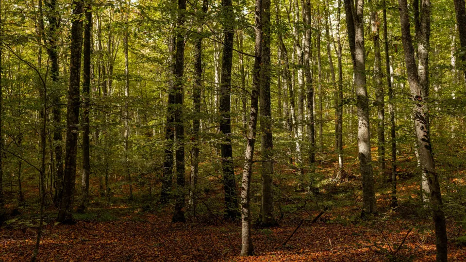 Megalis Panagias forest in the mountains of Halkidiki, North Greece