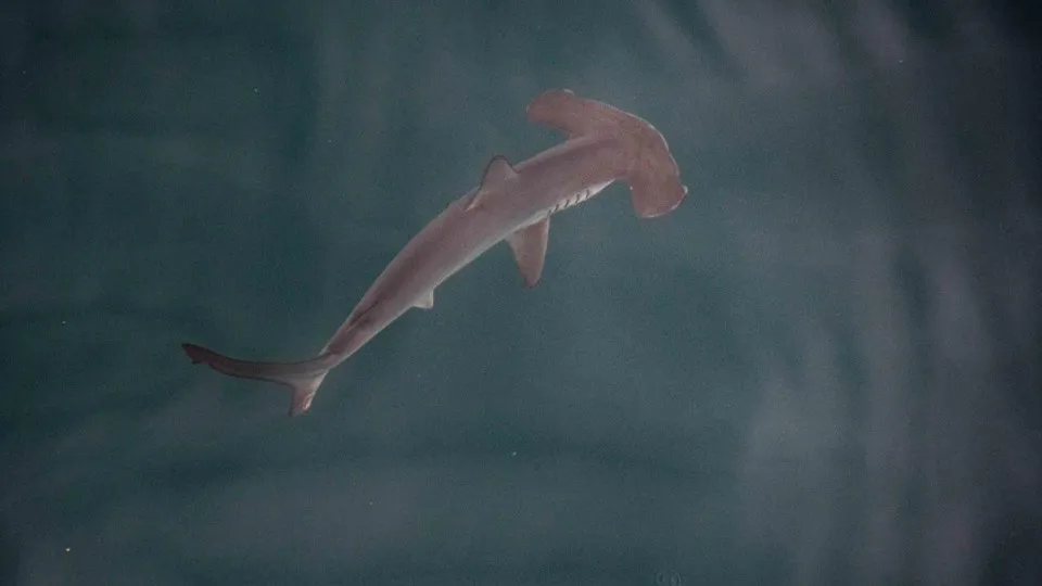Nursery of smooth hammerhead sharks found in the Galapagos for the first time