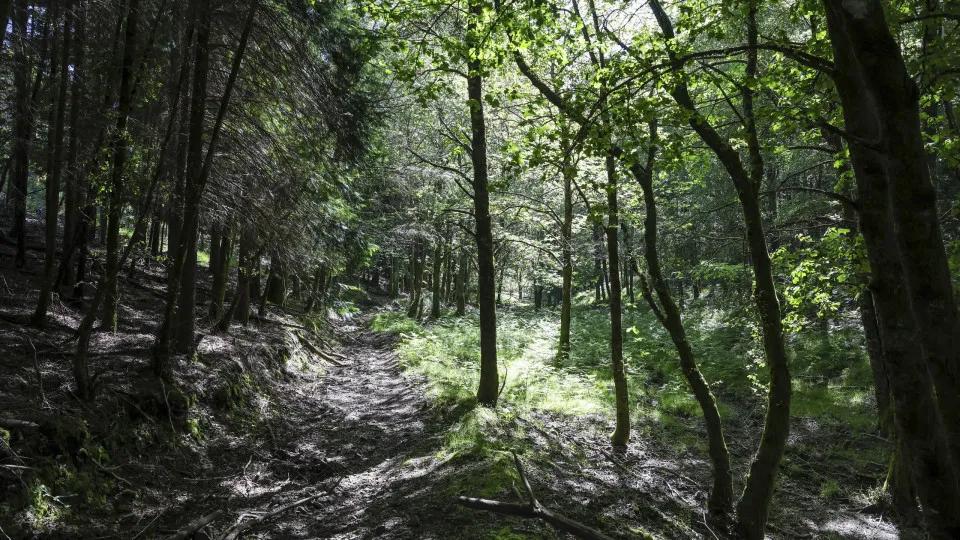Floresta portuguesa arrisca perder verbas europeias devido a atrasos