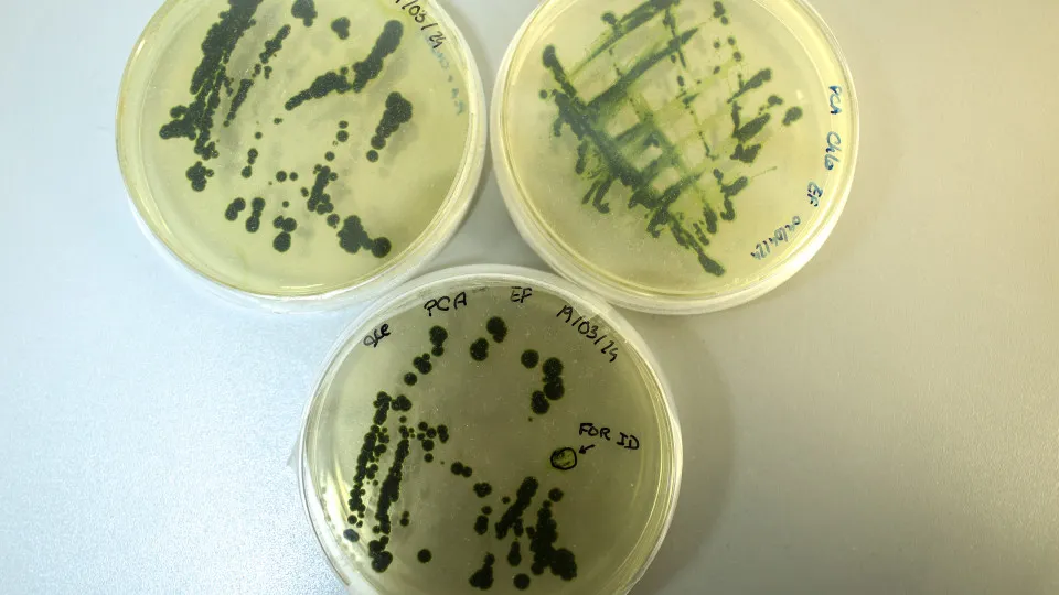 Cientistas de Coimbra criam produtos à base de algas contra Covid-19