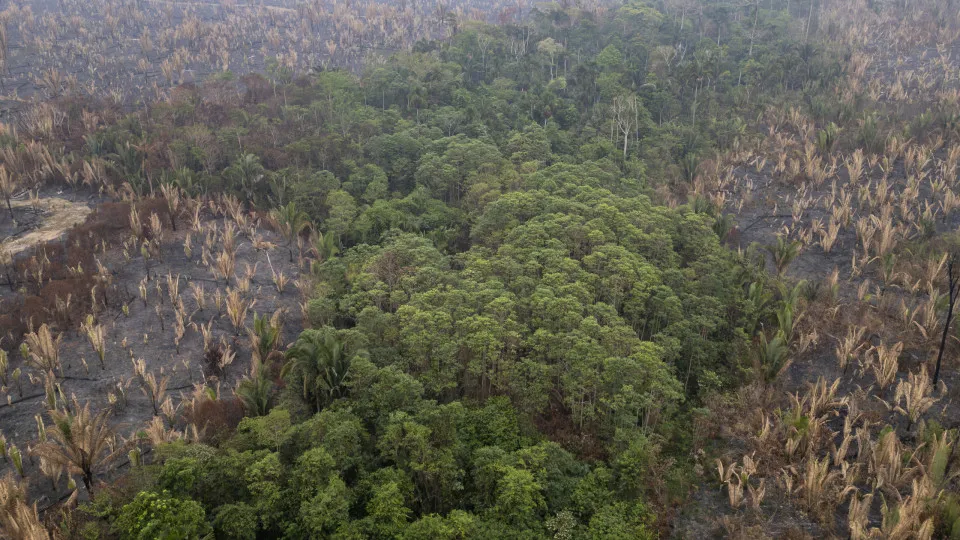 Fire damages Guajará Mirim State Park in Brazil