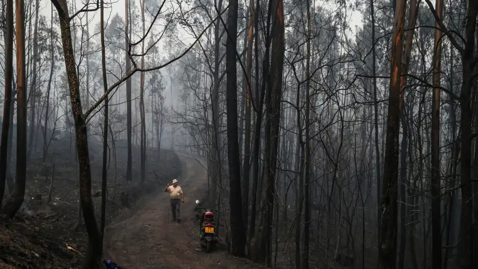 Dominados os fogos em Azeméis, Sever do Vouga, Albergaria e Águeda