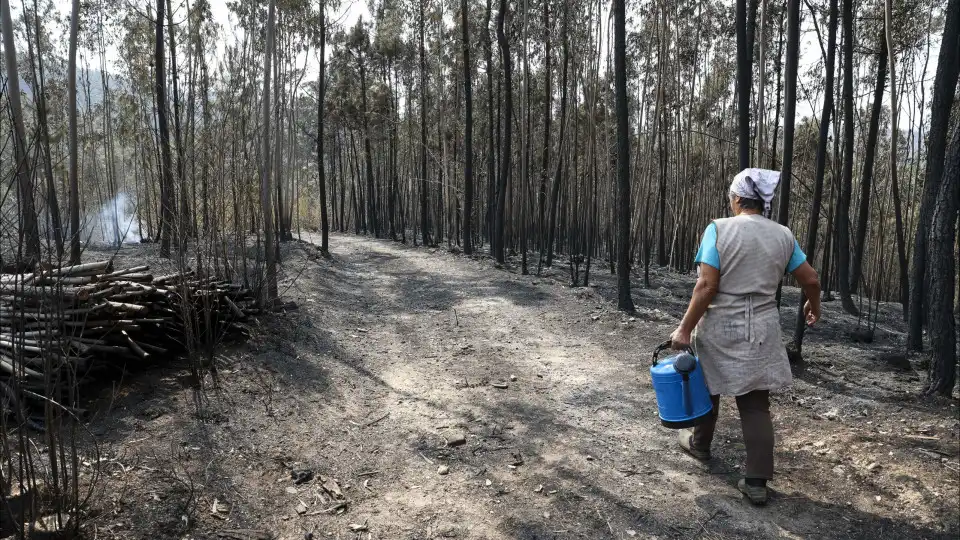 Número de fogos é o mais baixo da década, mas área ardida foi 3.ª maior