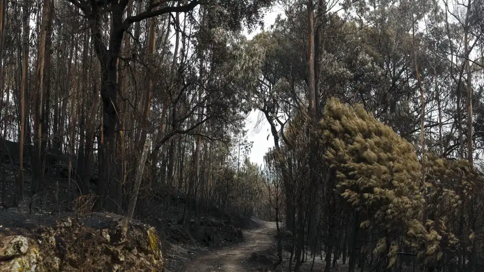 Época mais crítica dos incêndios termina hoje. Nove pessoas morreram