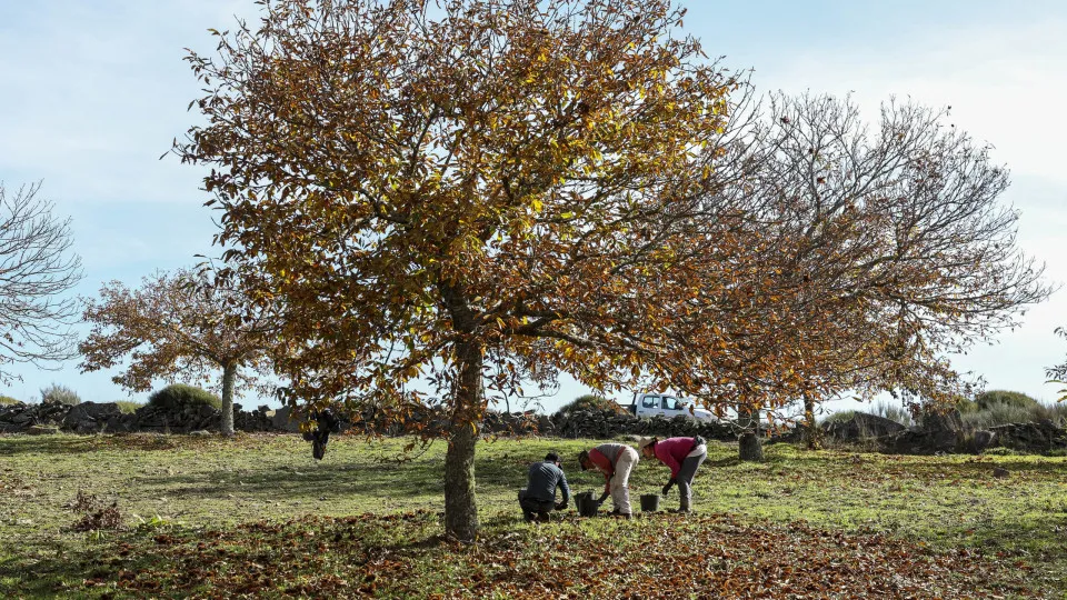 Falta de mão-de-obra na apanha da castanha obriga à utilização de meios mecânicos