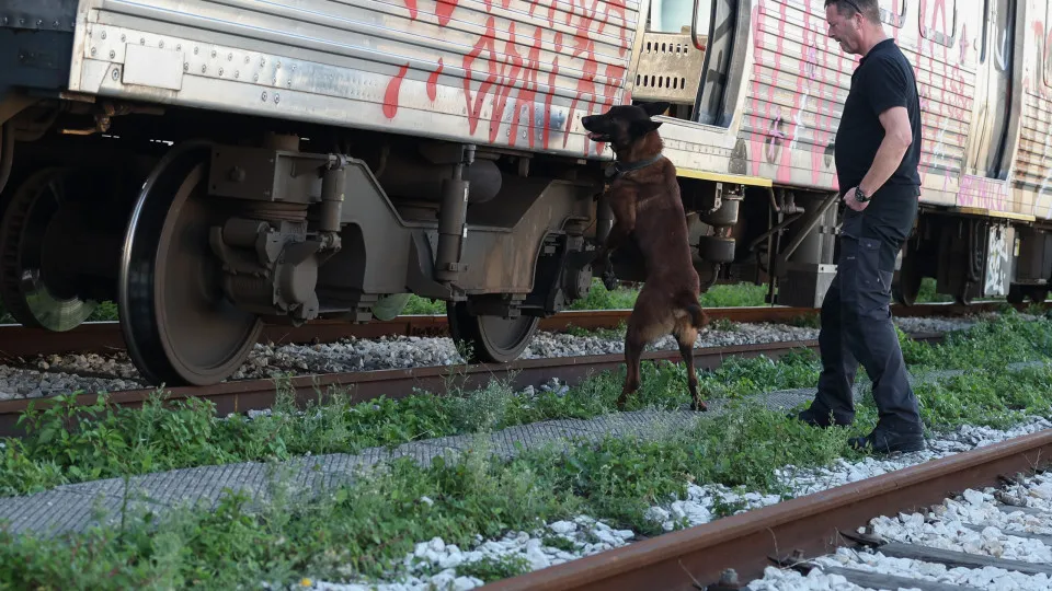 Cães da PSP têm preparação superior e atraem outras polícias para treinos