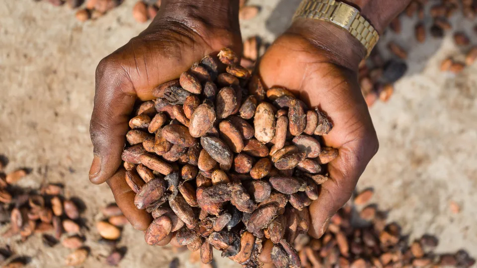 Cocoa pods harvest in Nigeria farm