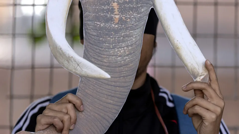 Animal welfare campaigners protest to end elephant abuse in Nepal's upcoming festival