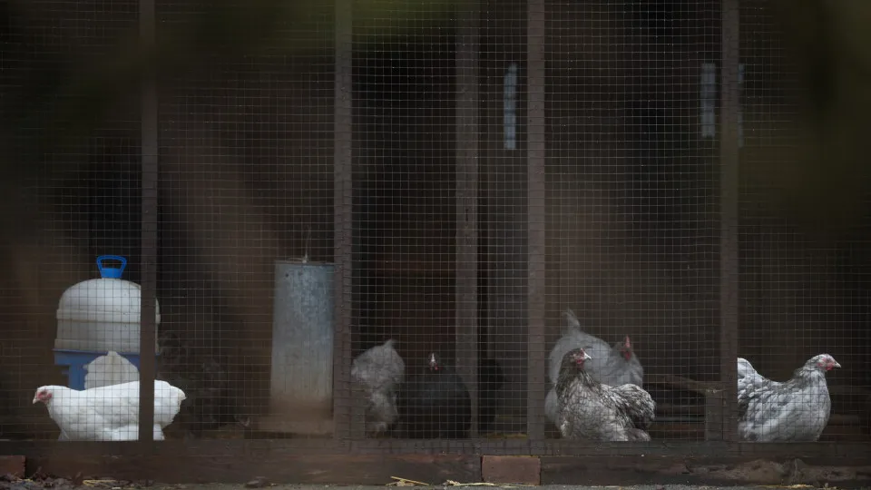 Quase 1.900 focos de gripe das aves na Europa (Portugal soma 27)