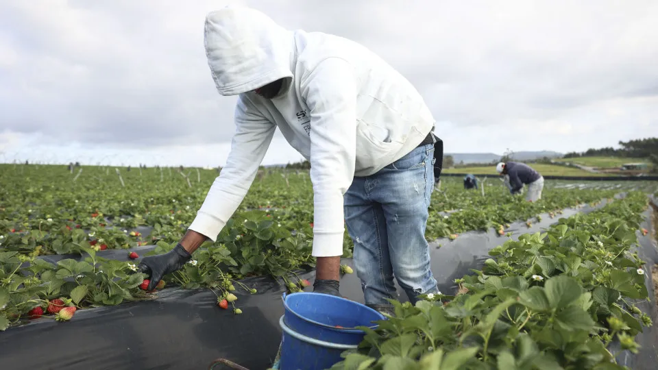 Atribuídos 800 vistos de entrada para estrangeiros no setor agrícola