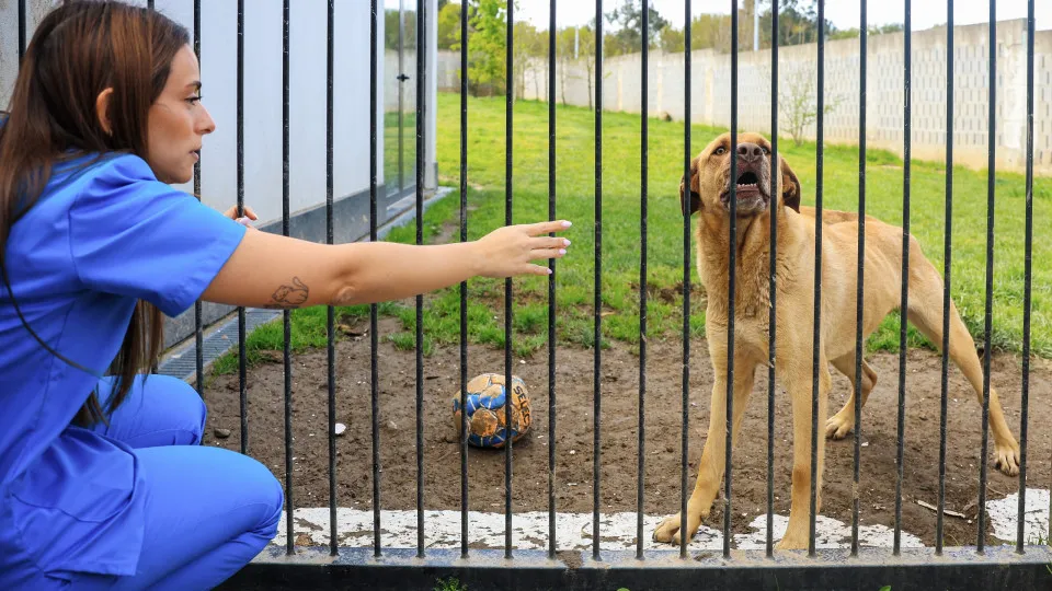 PATA, o projeto de Gaia que aposta na adoção ponderada de cães e gatos