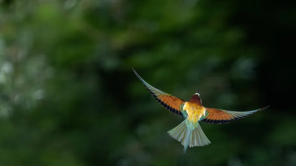 Bee-eaters (Merops apiaster) in Buszkowice