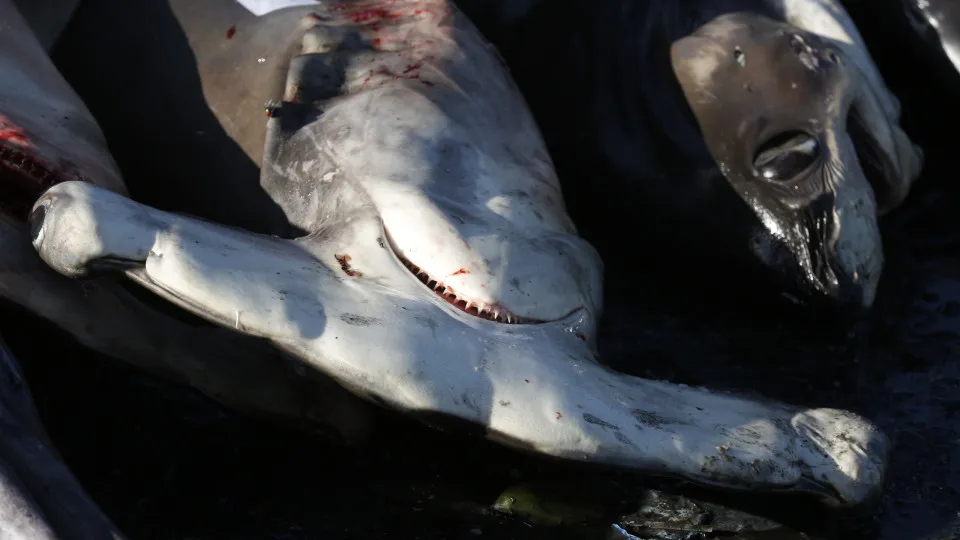 Acidificação dos oceanos pode afetar dentes dos tubarões
