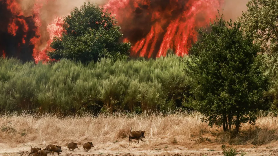 Incêndio em Trancoso