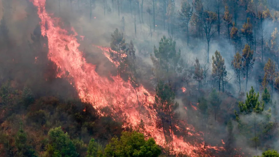 Forest fires in Portugal