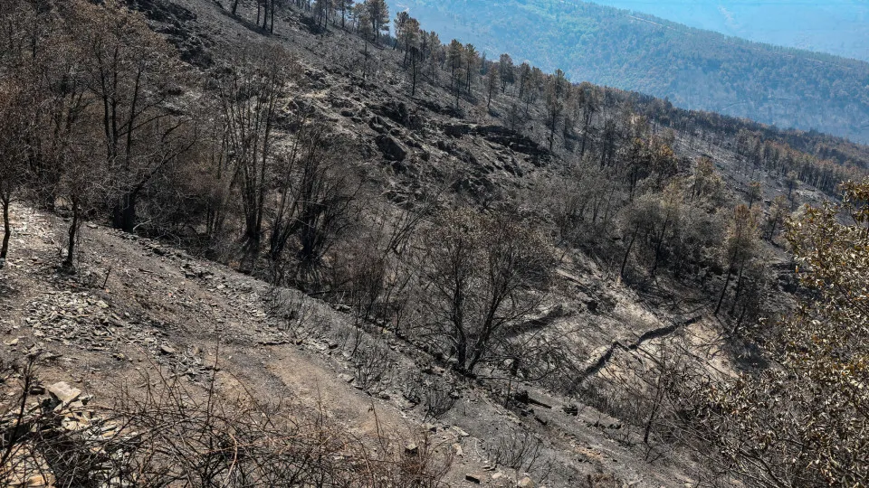 Incêndio florestal na Lousã