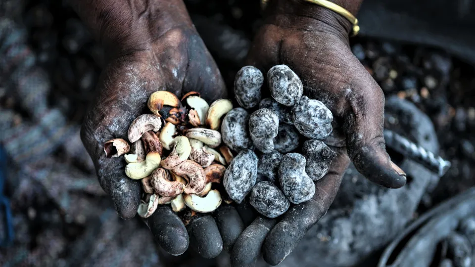 Entre lume e fumo, mulheres assam castanha para sustentar famílias