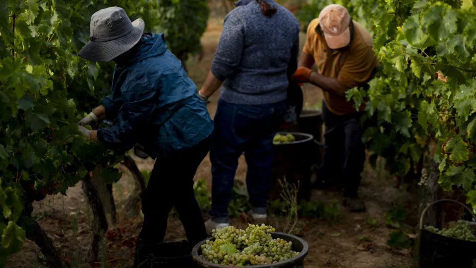 Douro em vindima com perspetiva de quebra na colheita e boa qualidade