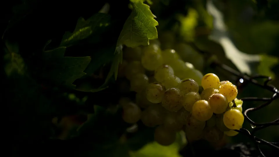 Aprovado apoio à uva para 2.024 viticultores do Douro