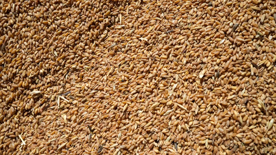 Suécia vai criar reservas de cereais para o caso de guerra ou de crise
