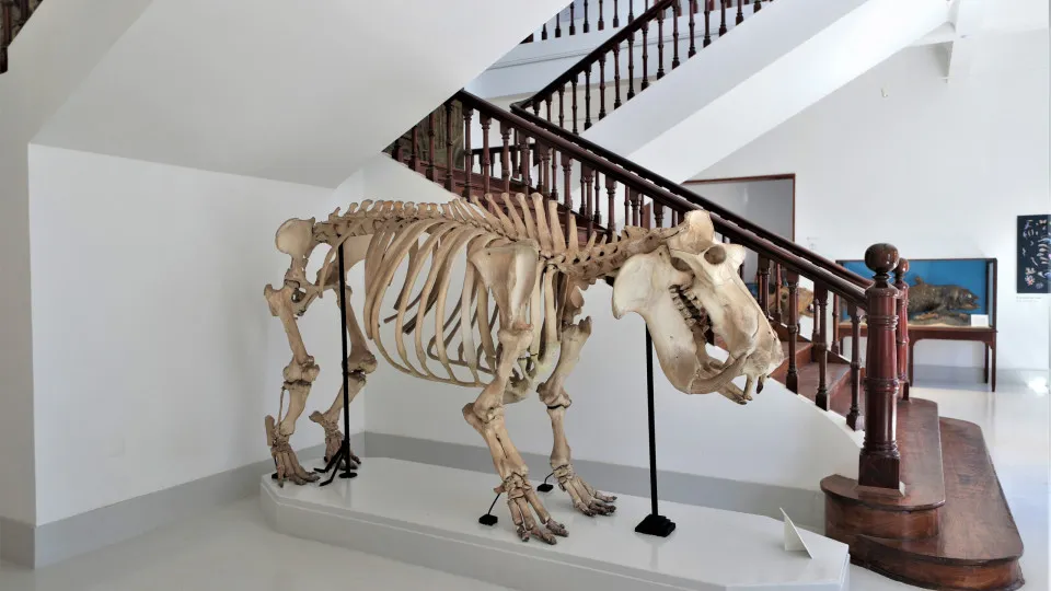 Secular museu de Maputo reabriu mais moderno e com melhores condições