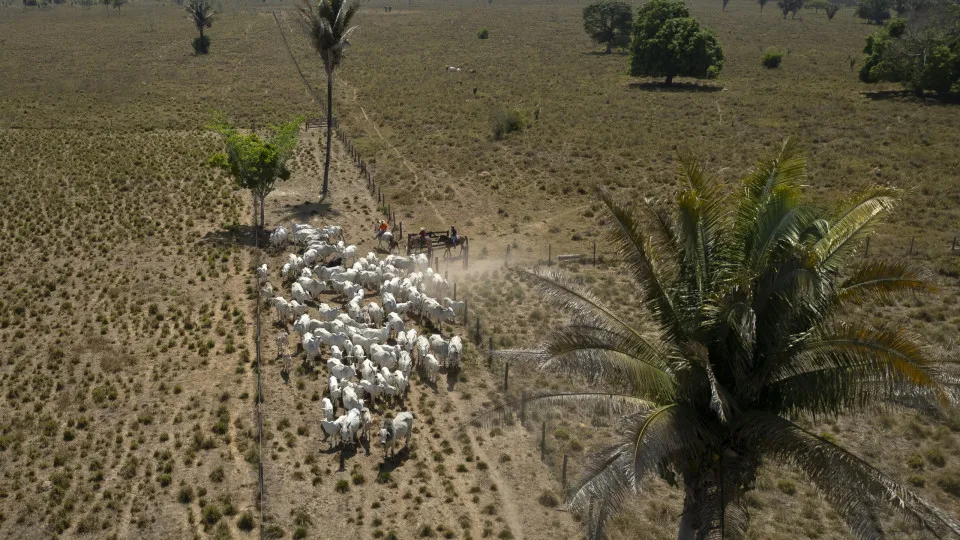 Brasil perdeu 14% da cobertura de vegetação nativa em 41 anos