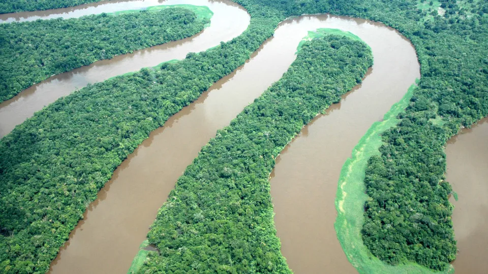 Densa e intocada Amazónia afinal foi "plantada" por povos antigos