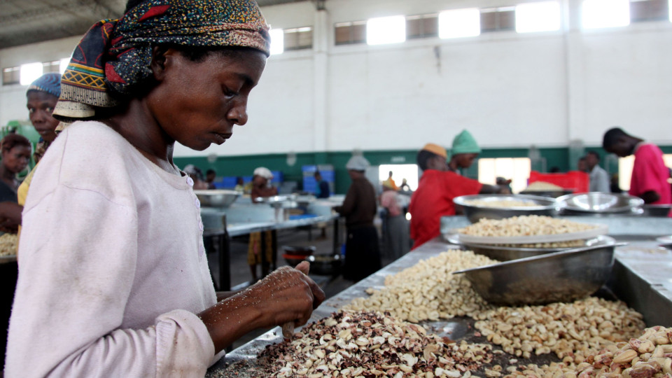 Vietnamitas vai comprar toda a castanha de caju produzida na Guiné-Bissau