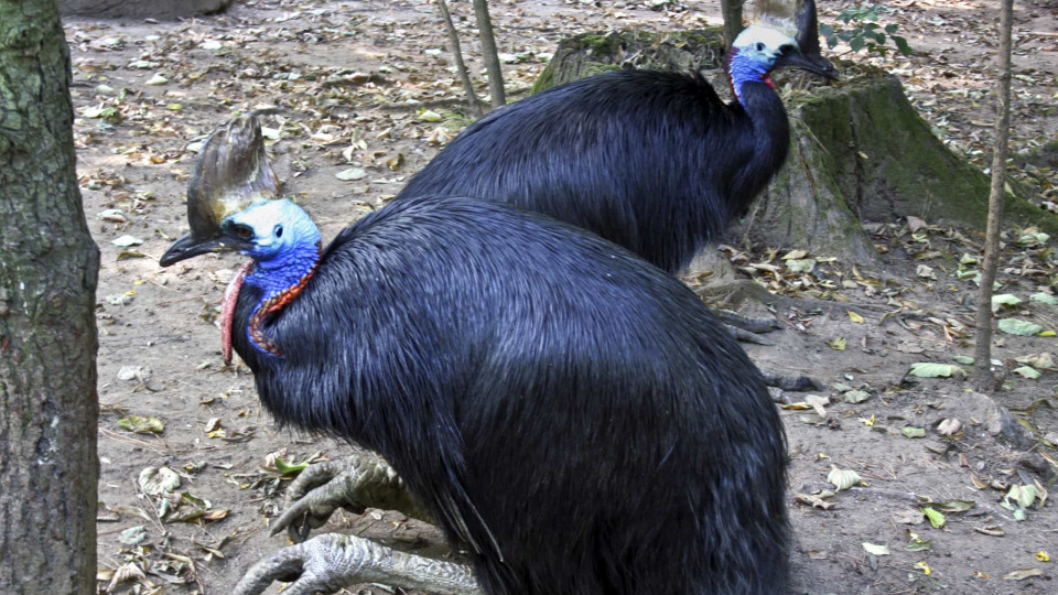 Zoo de Lourosa continua a alimentar 500 aves e a manter 80 habitats