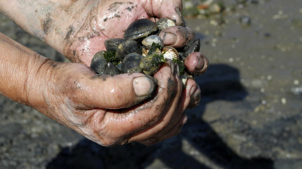 Homem desaparecido durante apanha de bivalves no Barreiro