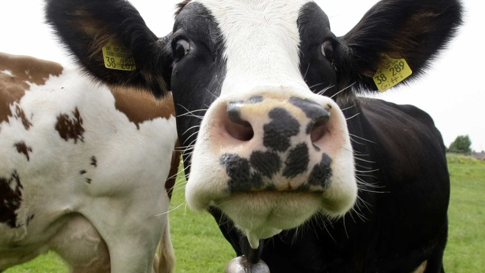 Abater para valorizar preço do leite? "Vacas felizes nos Açores? Onde?"