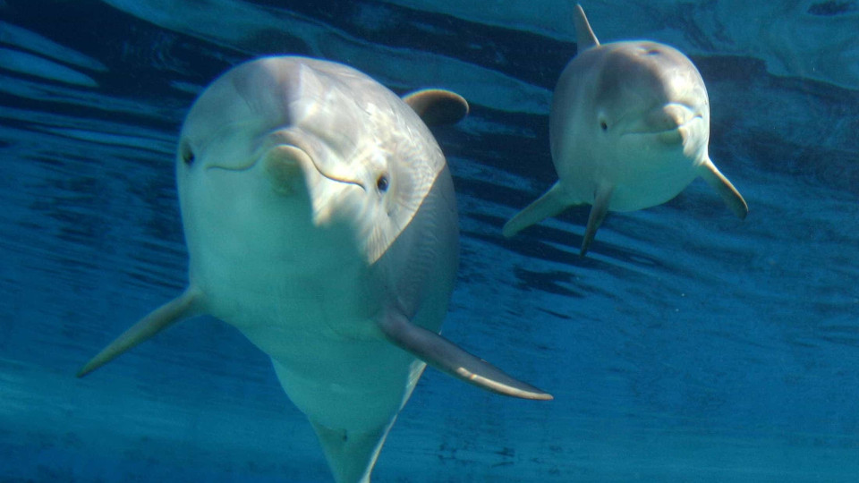Dezassete golfinhos morreram após captura acidental por pescadores