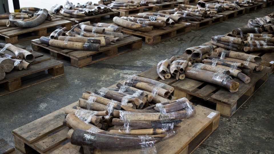 Apreendidas duas toneladas de marfim no Vietname