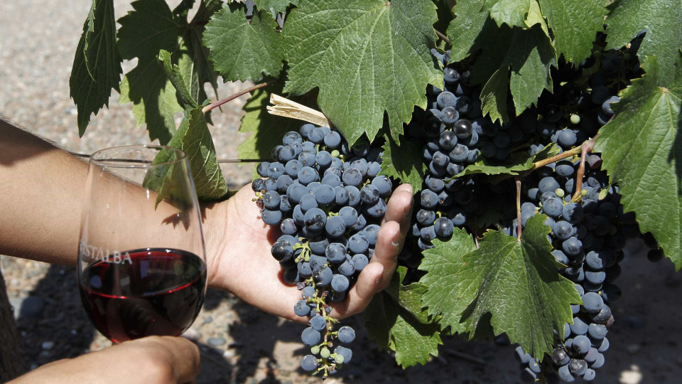 Preço da uva e viticultores "rejeitados" são preocupações no Douro