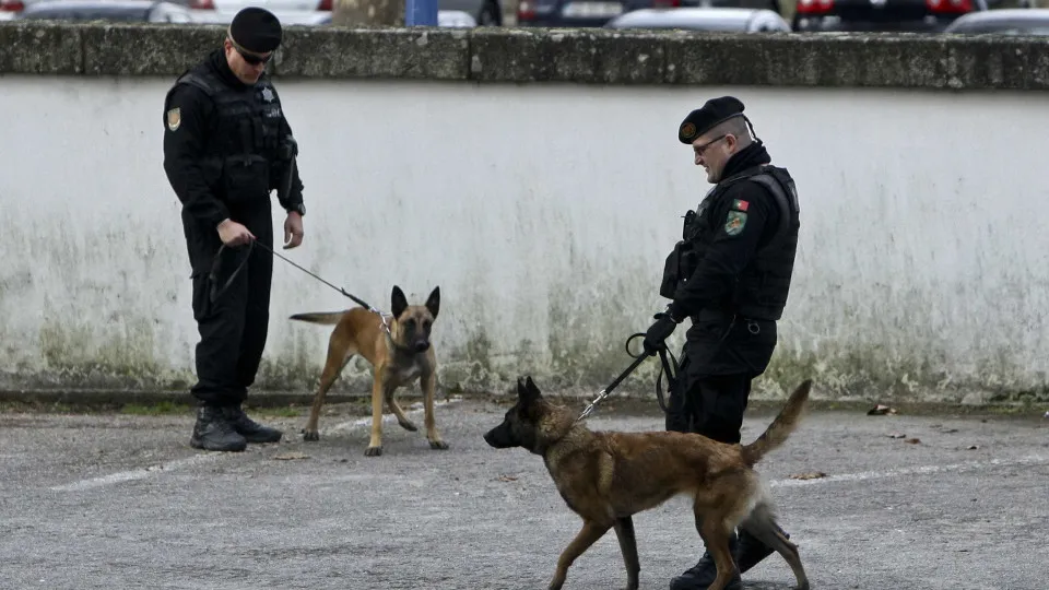 Em aniversário, PSP conta como se formou a unidade de 'cães polícias'