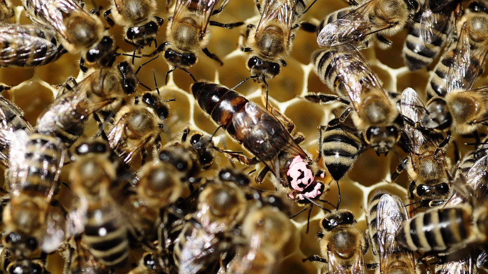 Investigadores criam primeira abelha robótica capaz de polinizar