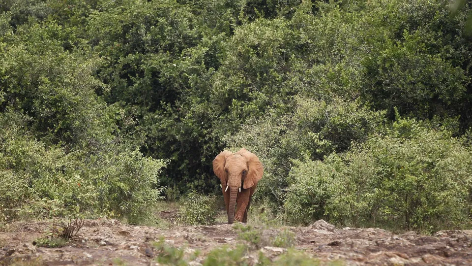 Elefante morto, pela primeira vez em dez anos, no parque Kruger