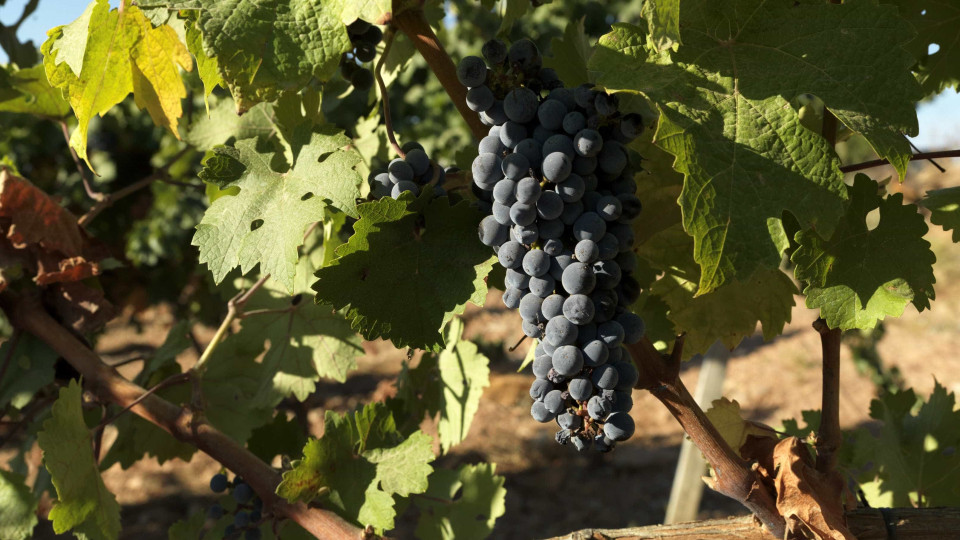 Governo estende apoio à destilação de vinho com dotação de 10 milhões