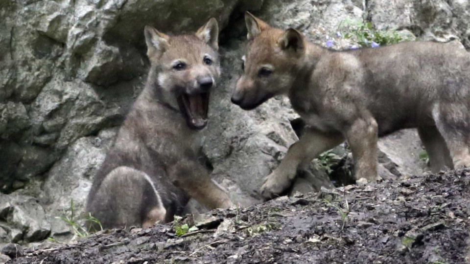 Noruega autoriza abate de 47 lobos