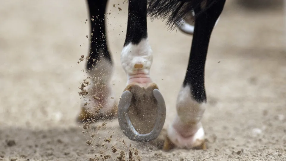 Setor Equestre movimenta 2.730 milhões por ano. Gera 92.000 empregos