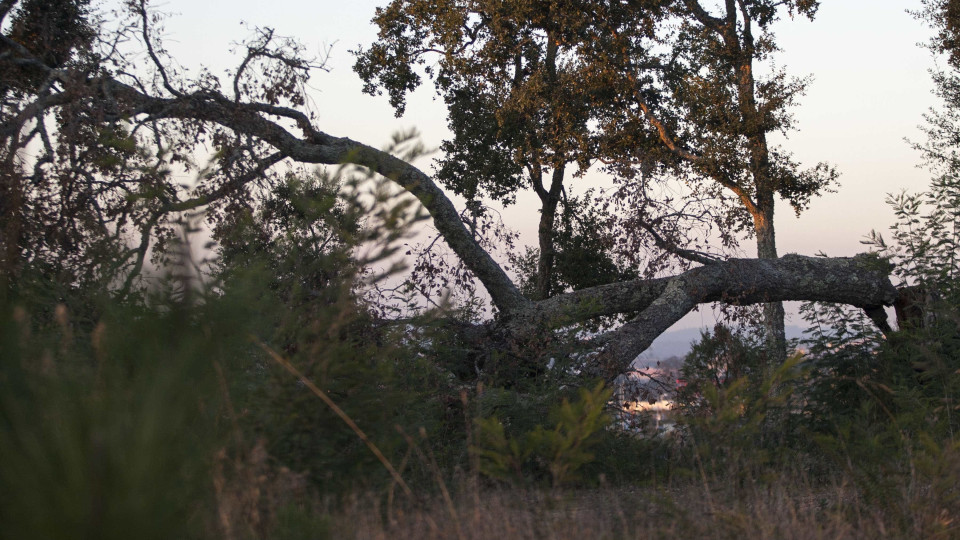 Sobreiros em Portugal captam até 14,7 toneladas de CO2 por hectare