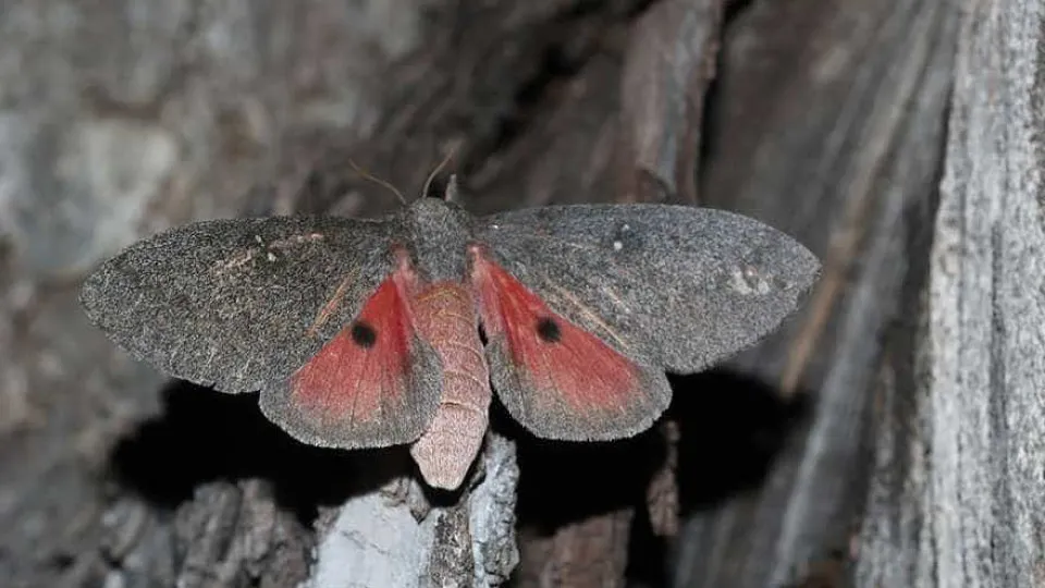 Do casulo à borboleta